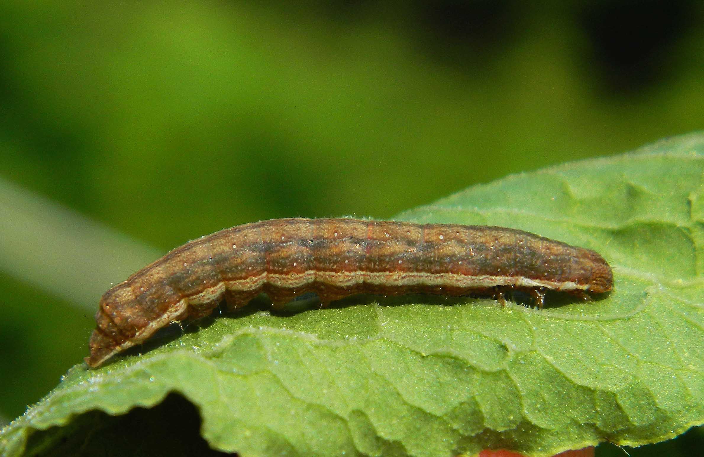 Questa non me l''aspettavo: Dypterygia scabriuscula - Noctuidae